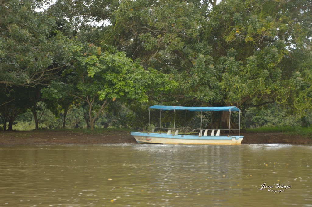 Foto: Refugio de Vida Silvestre - Caño Negro (Alajuela), Costa Rica