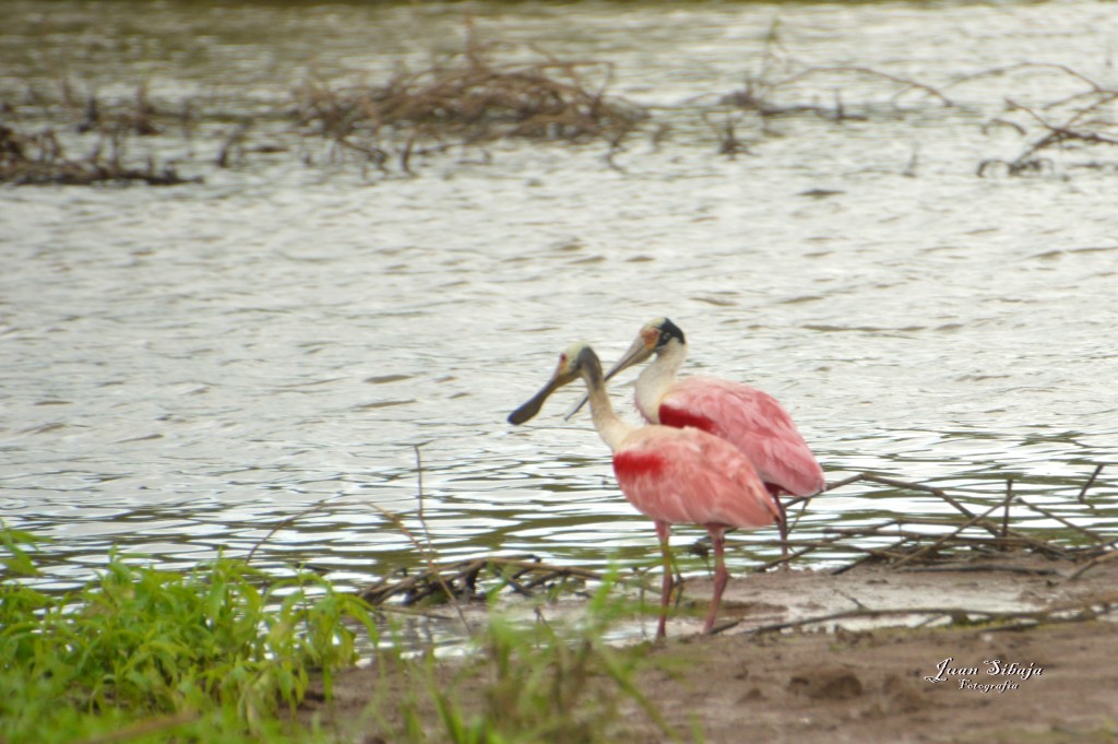 Foto: Refugio de Vida Silvestre - Caño Negro (Alajuela), Costa Rica