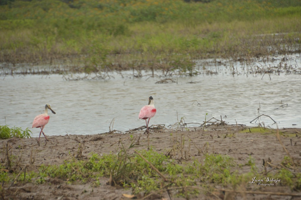 Foto: Refugio de Vida Silvestre - Caño Negro (Alajuela), Costa Rica