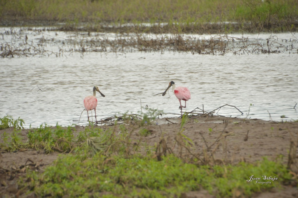 Foto: Refugio de Vida Silvestre - Caño Negro (Alajuela), Costa Rica