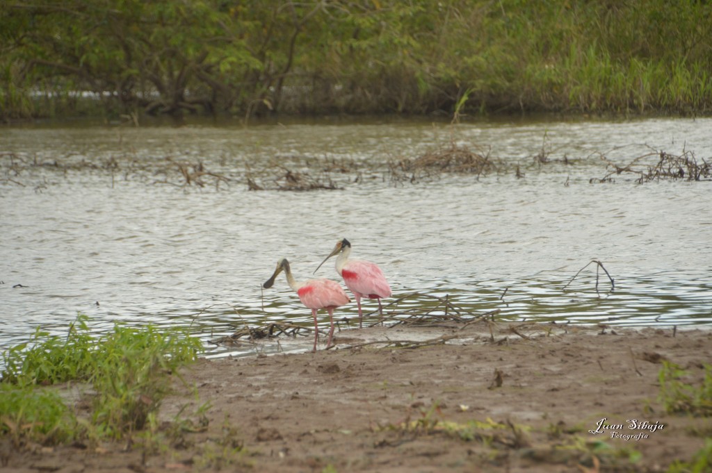 Foto: Refugio de Vida Silvestre - Caño Negro (Alajuela), Costa Rica