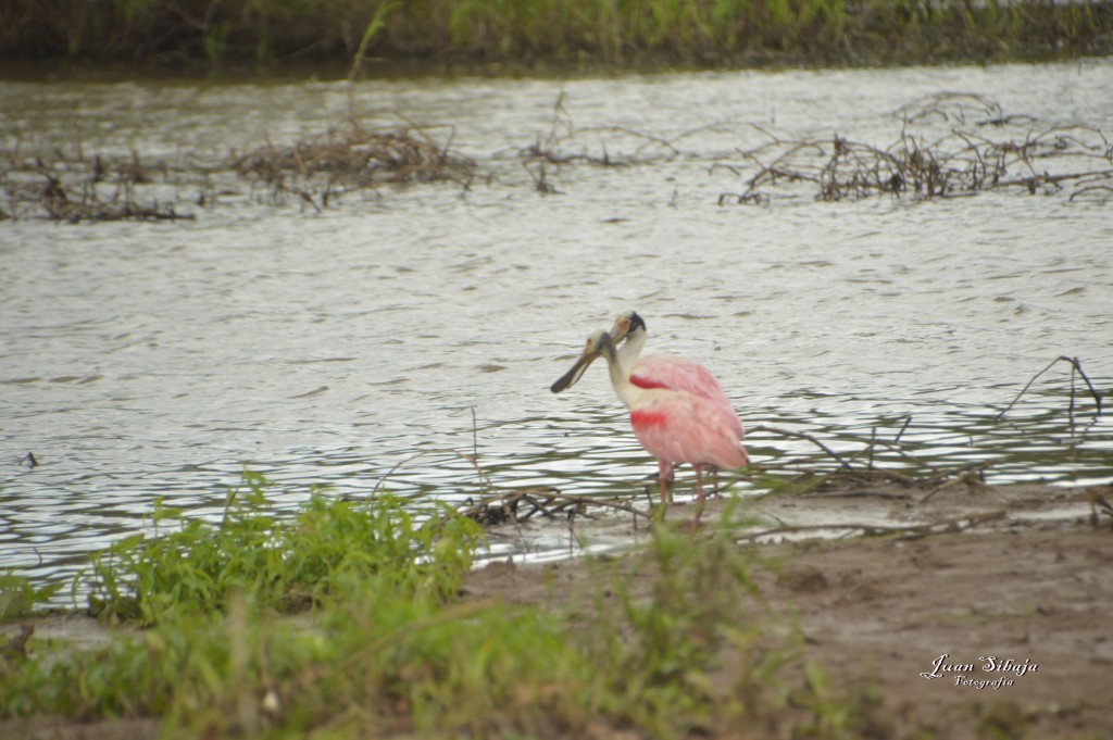 Foto: Refugio de Vida Silvestre - Caño Negro (Alajuela), Costa Rica