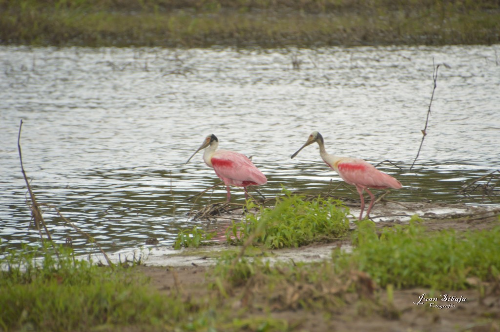 Foto: Refugio de Vida Silvestre - Caño Negro (Alajuela), Costa Rica