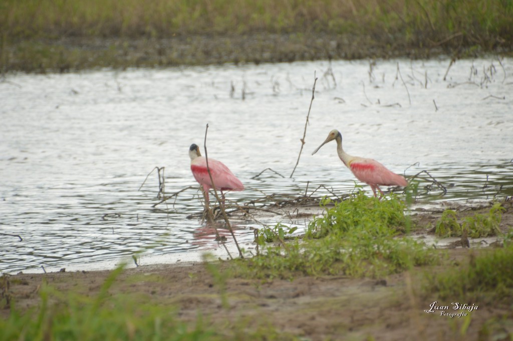 Foto: Refugio de Vida Silvestre - Caño Negro (Alajuela), Costa Rica