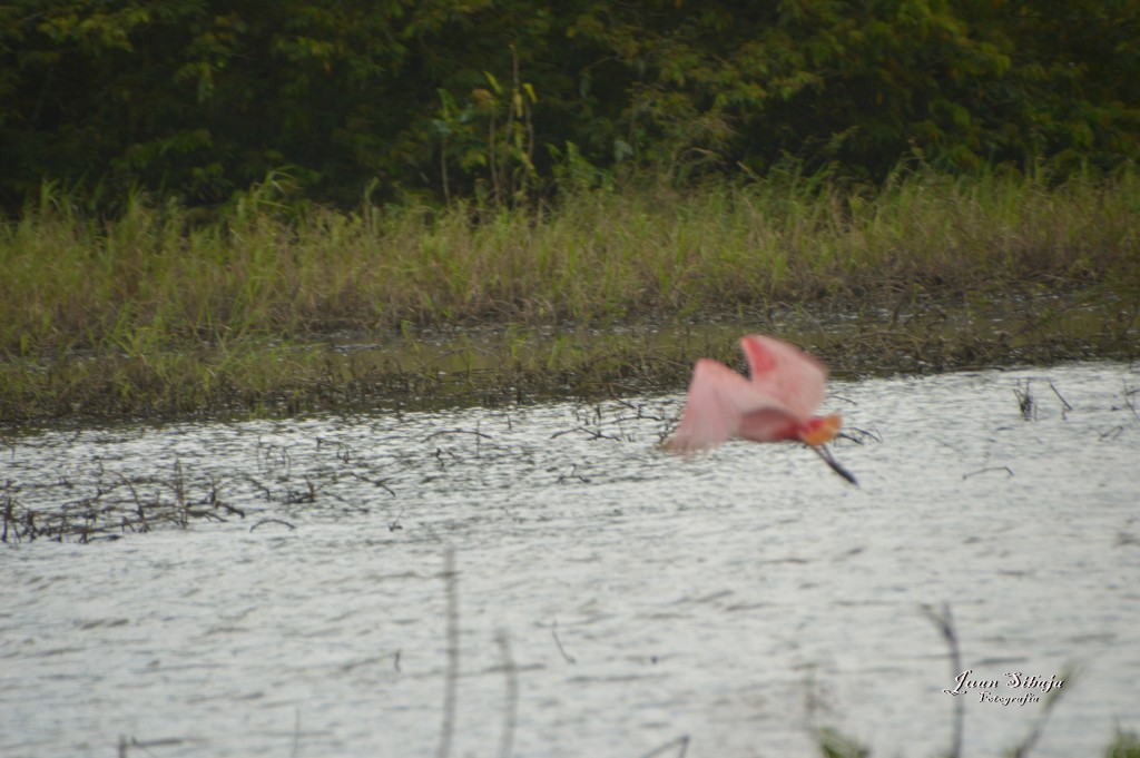 Foto: Refugio de Vida Silvestre - Caño Negro (Alajuela), Costa Rica