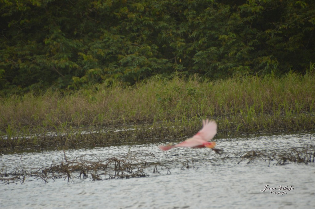 Foto: Refugio de Vida Silvestre - Caño Negro (Alajuela), Costa Rica