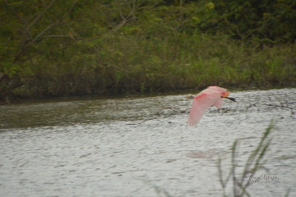 Foto: Refugio de Vida Silvestre - Caño Negro (Alajuela), Costa Rica