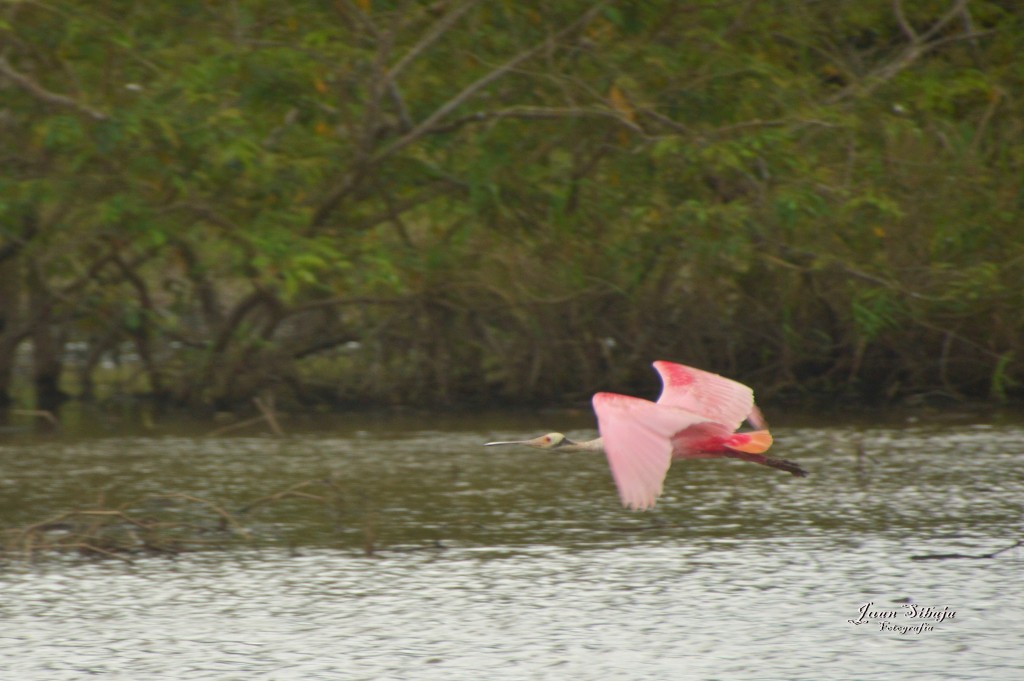 Foto: Refugio de Vida Silvestre - Caño Negro (Alajuela), Costa Rica