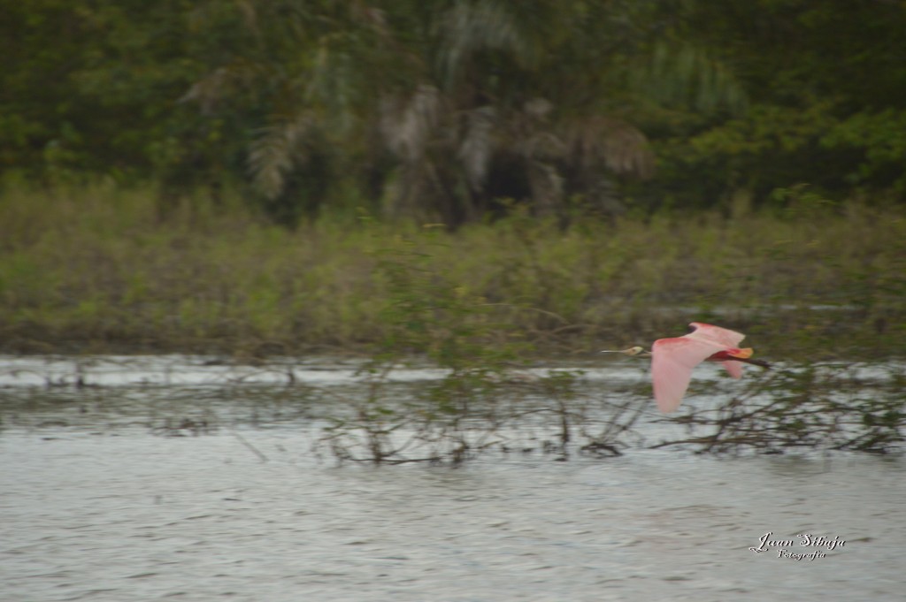 Foto: Refugio de Vida Silvestre - Caño Negro (Alajuela), Costa Rica