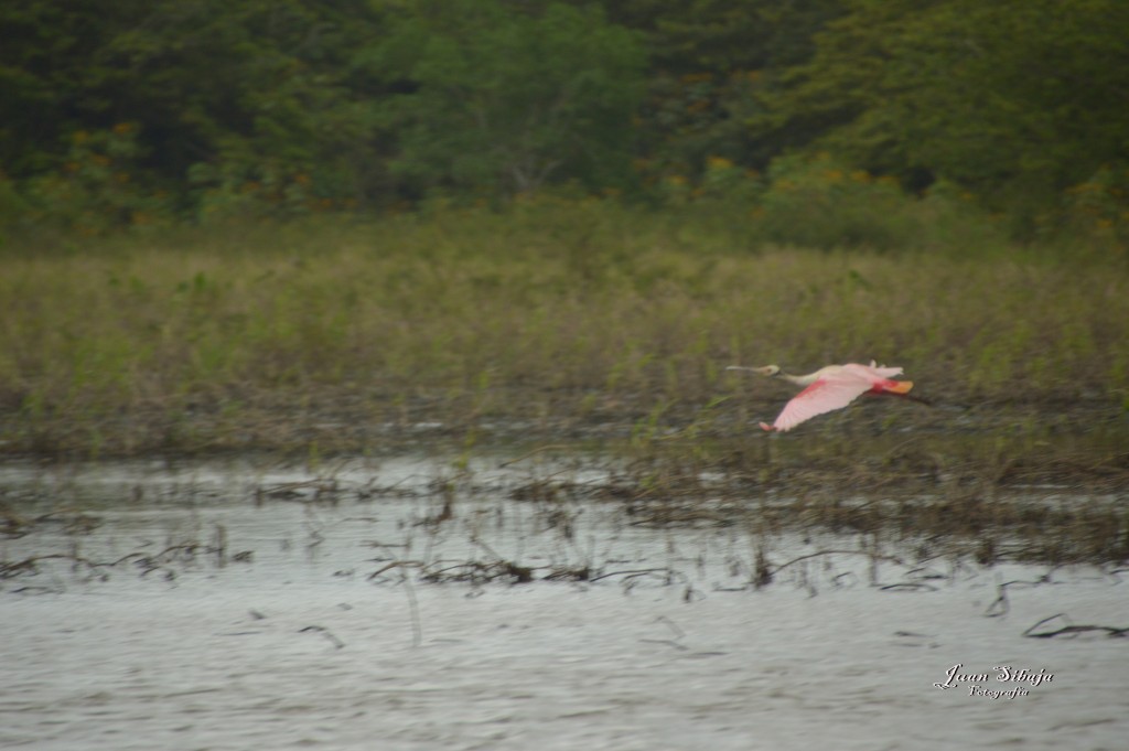 Foto: Refugio de Vida Silvestre - Caño Negro (Alajuela), Costa Rica