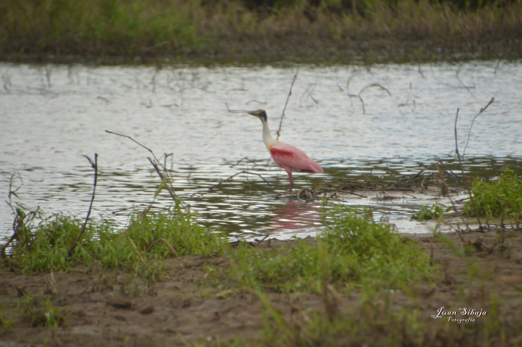 Foto: Refugio de Vida Silvestre - Caño Negro (Alajuela), Costa Rica