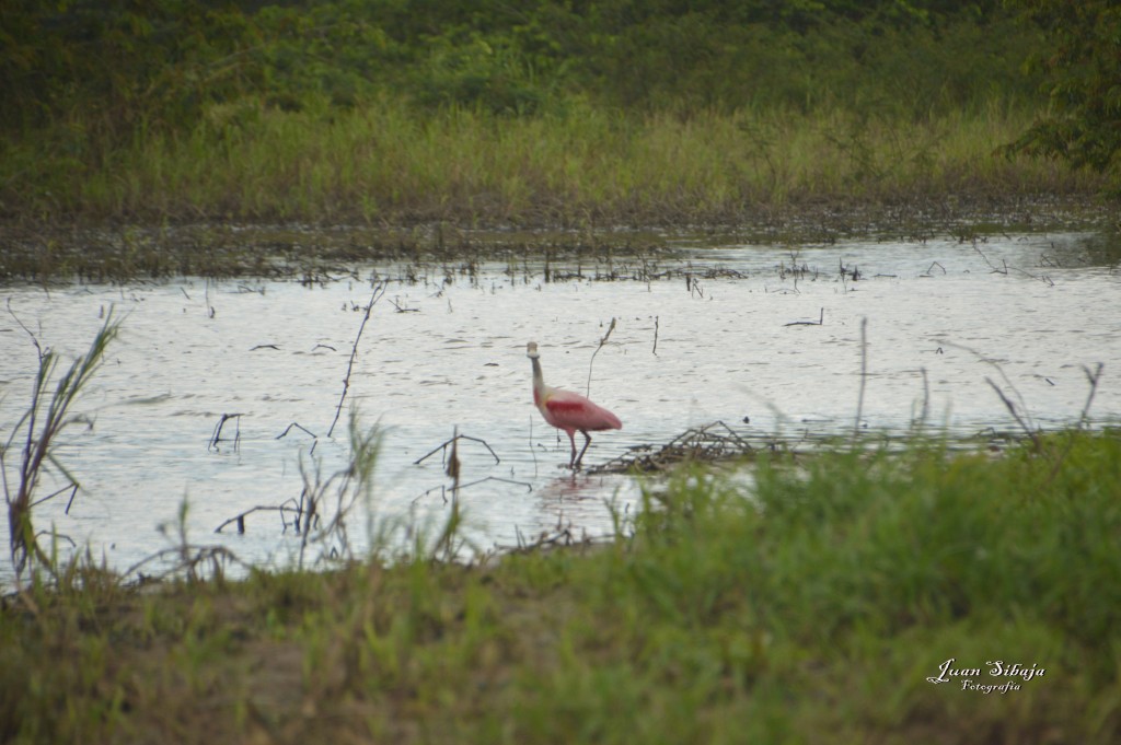 Foto: Refugio de Vida Silvestre - Caño Negro (Alajuela), Costa Rica