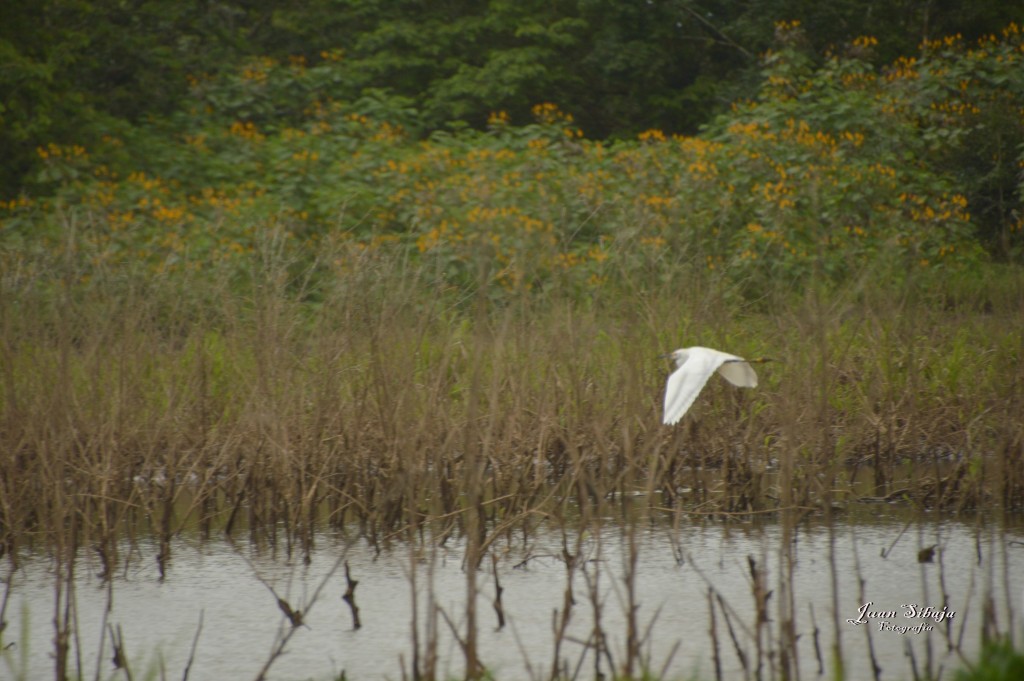 Foto: Refugio de Vida Silvestre - Caño Negro (Alajuela), Costa Rica