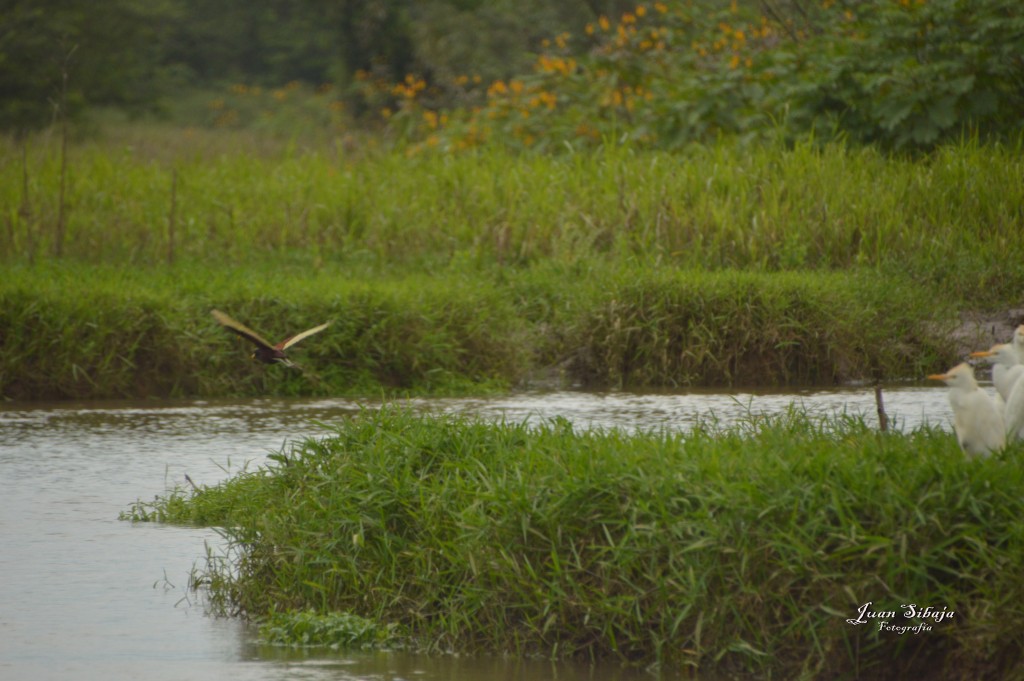 Foto: Refugio de Vida Silvestre - Caño Negro (Alajuela), Costa Rica