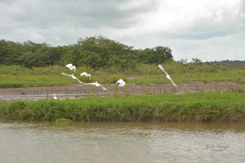 Foto: Refugio de Vida Silvestre - Caño Negro (Alajuela), Costa Rica