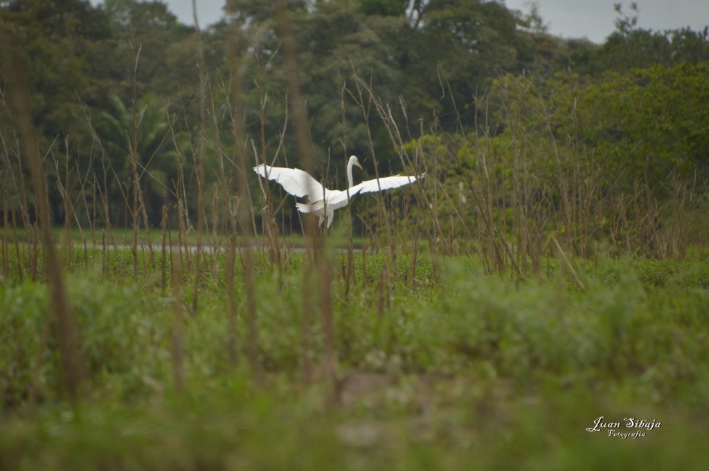 Foto: Refugio de Vida Silvestre - Caño Negro (Alajuela), Costa Rica