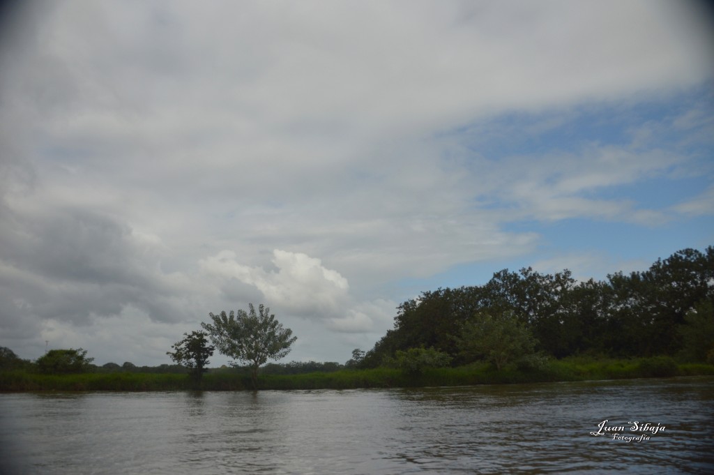 Foto: Refugio de Vida Silvestre - Caño Negro (Alajuela), Costa Rica