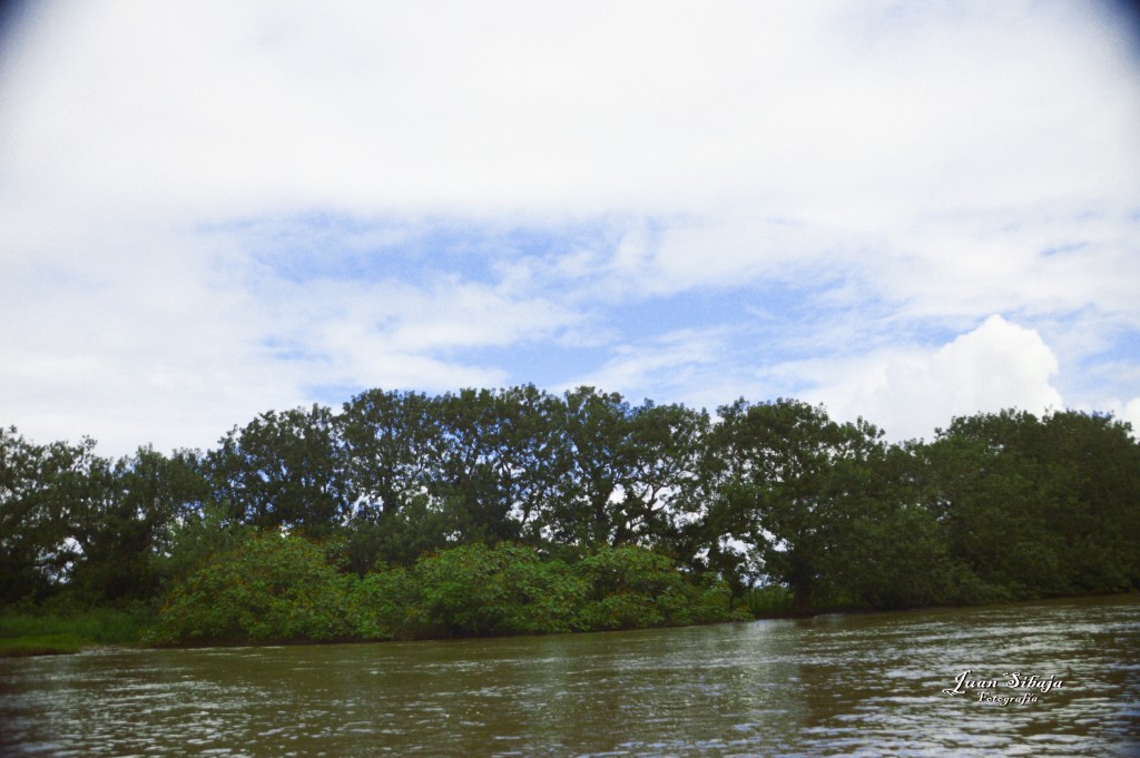 Foto: Refugio de Vida Silvestre - Caño Negro (Alajuela), Costa Rica