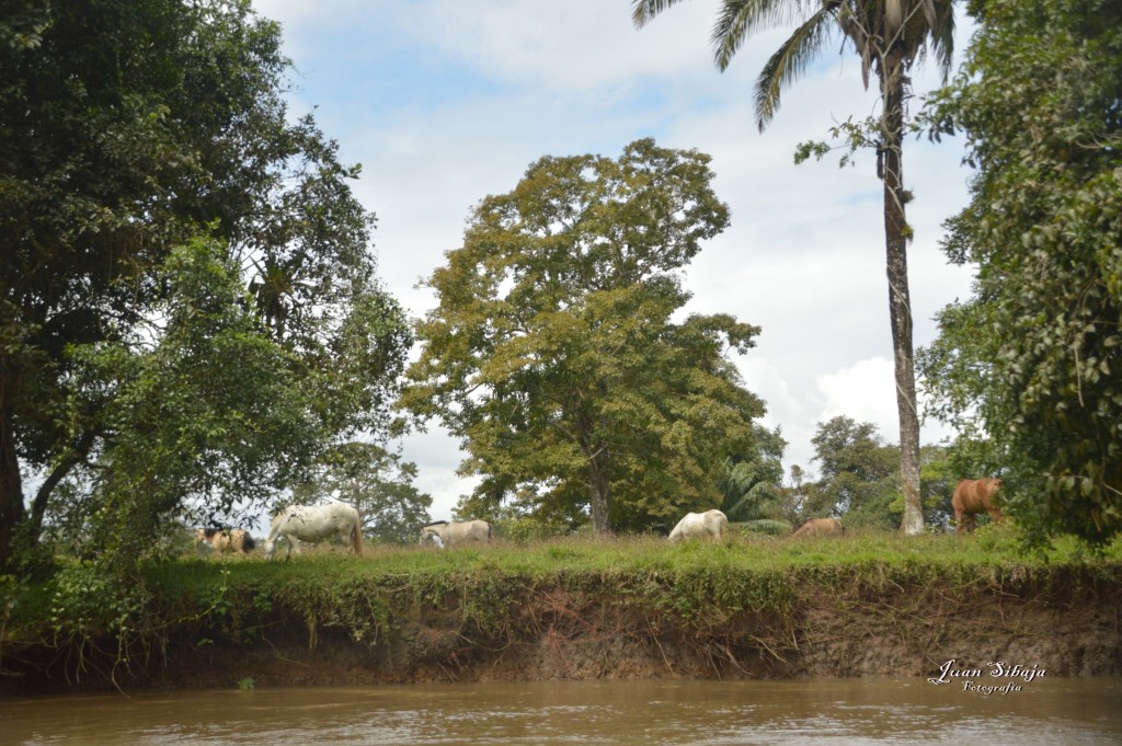 Foto: Refugio de Vida Silvestre - Caño Negro (Alajuela), Costa Rica