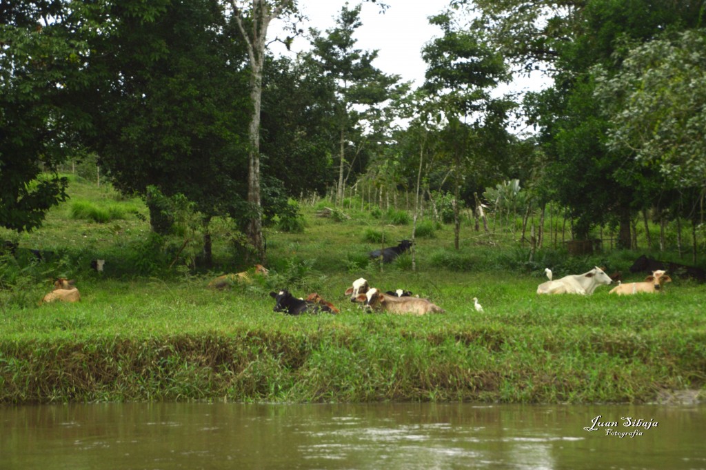 Foto: Refugio de Vida Silvestre - Caño Negro (Alajuela), Costa Rica