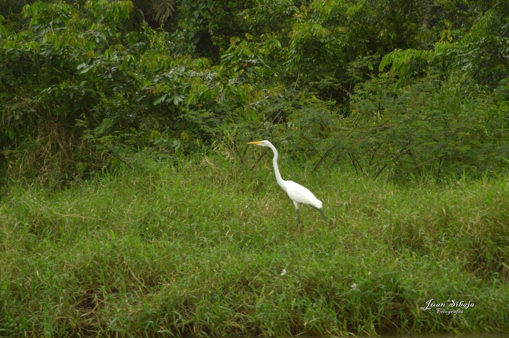 Foto: Refugio de Vida Silvestre - Caño Negro (Alajuela), Costa Rica