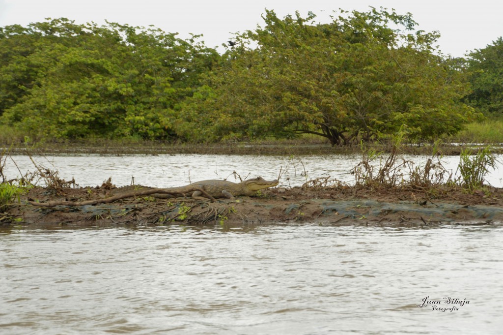 Foto: Refugio de Vida Silvestre - Caño Negro (Alajuela), Costa Rica