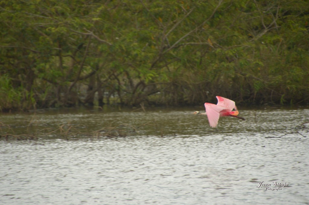 Foto: Refugio de Vida Silvestre - Caño Negro (Alajuela), Costa Rica