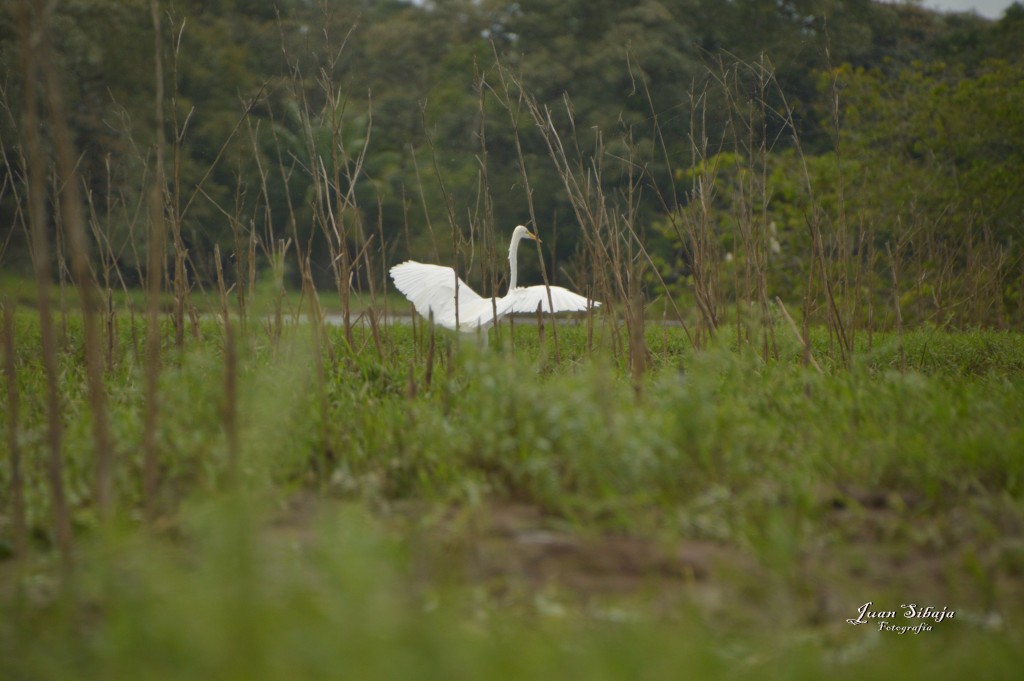 Foto: Refugio de Vida Silvestre - Caño Negro (Alajuela), Costa Rica