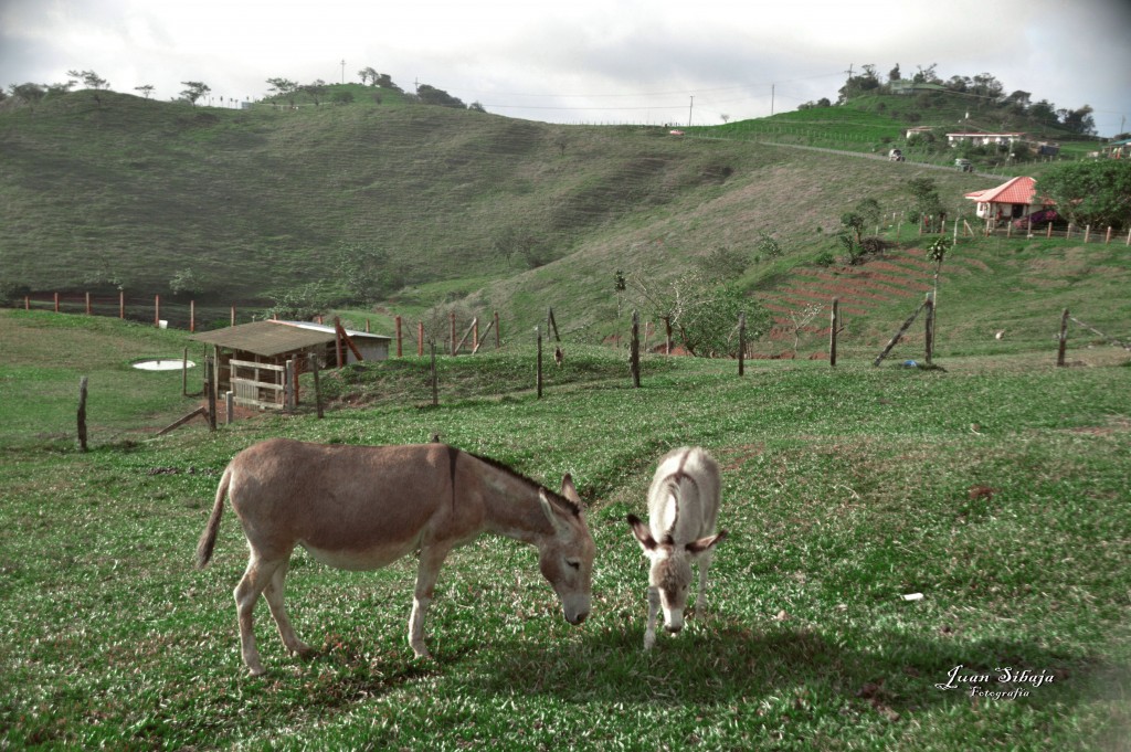 Foto: Refugio de Vida Silvestre - Caño Negro (Alajuela), Costa Rica