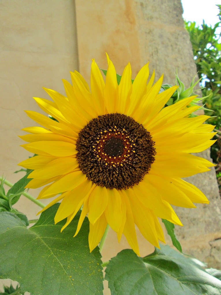 Foto: Un poco de color - Randa (Mallorca) (Illes Balears), España