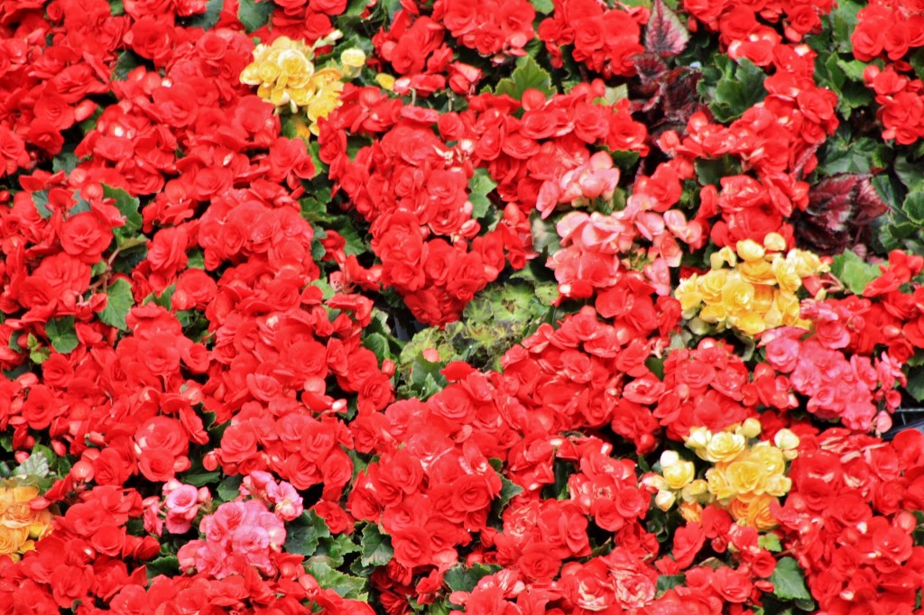 Foto: Exposición Girona temps de flors - Girona (Cataluña), España