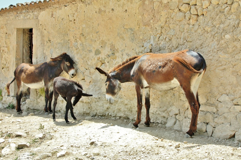 Foto: Els Calderers - Sant Joan (Mallorca) (Illes Balears), España