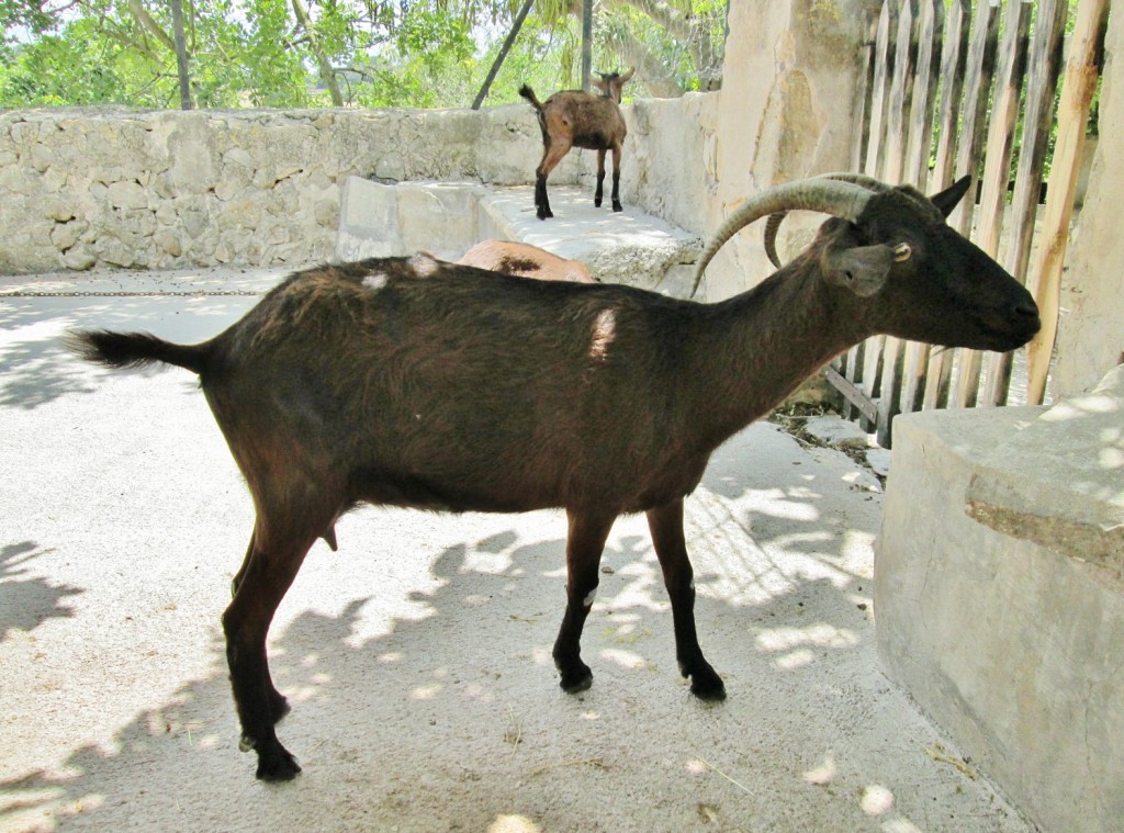 Foto: Els Calderers - Sant Joan (Mallorca) (Illes Balears), España