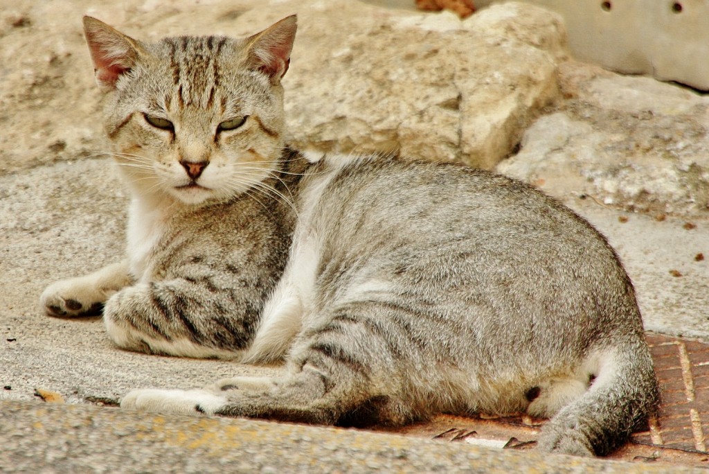 Foto: Gatito - Sineu (Mallorca) (Illes Balears), España