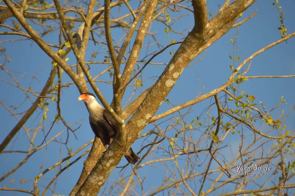 Foto de Tarcoles (Puntarenas), Costa Rica