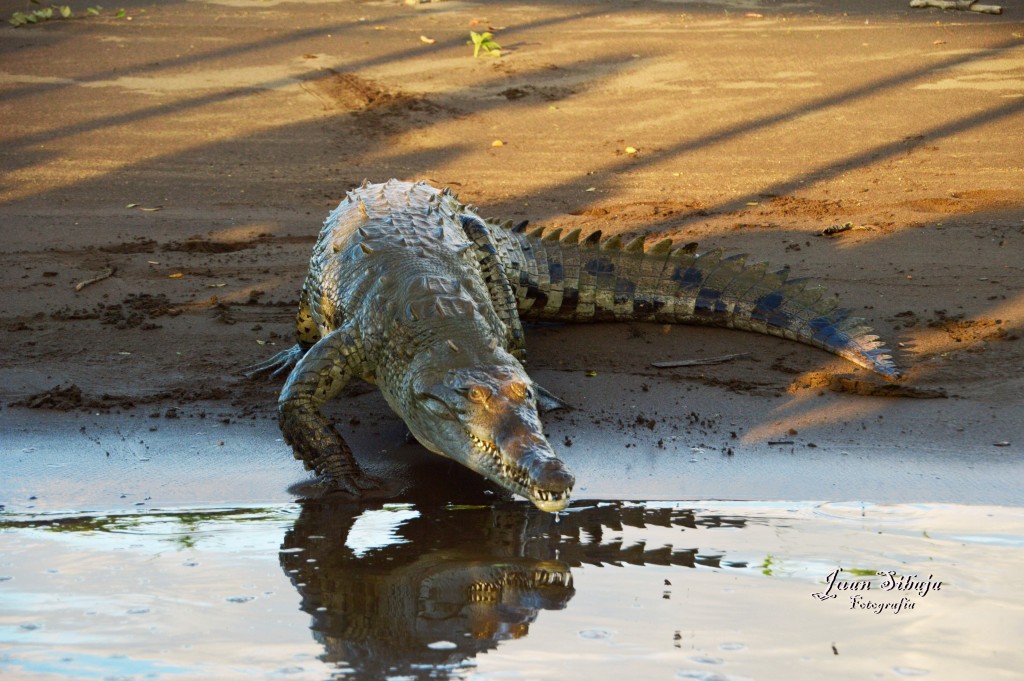 Foto de Tarcoles (Puntarenas), Costa Rica