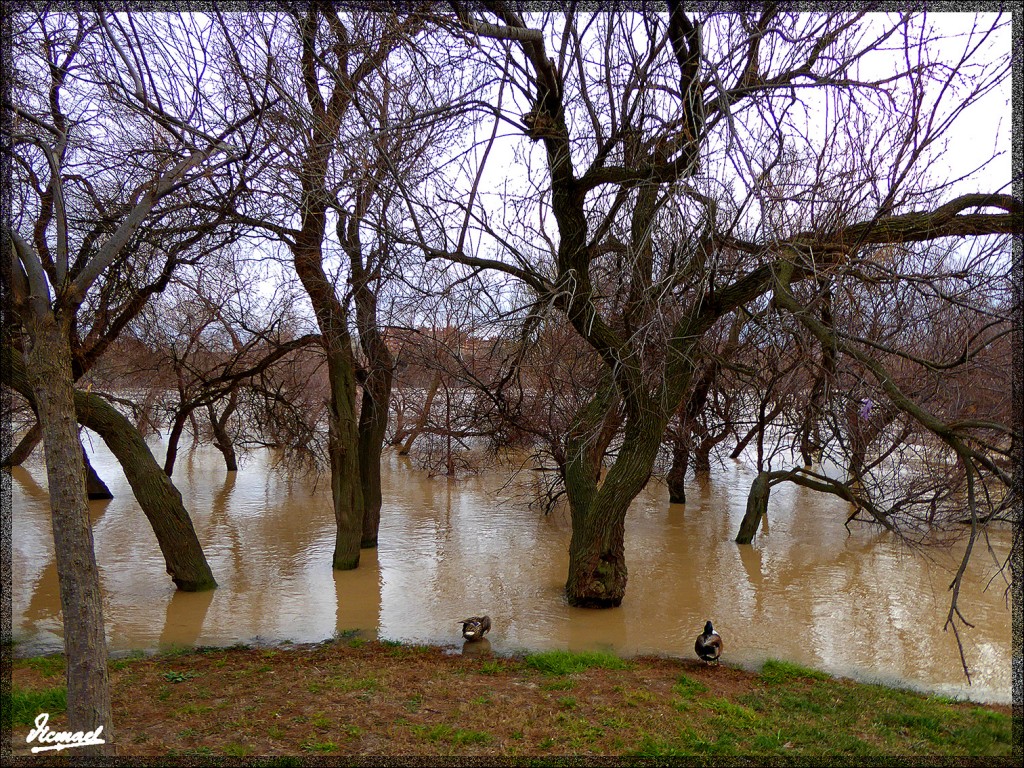 Foto: 150228-33 EL EBRO EN RANILLAS - Zaragoza (Aragón), España