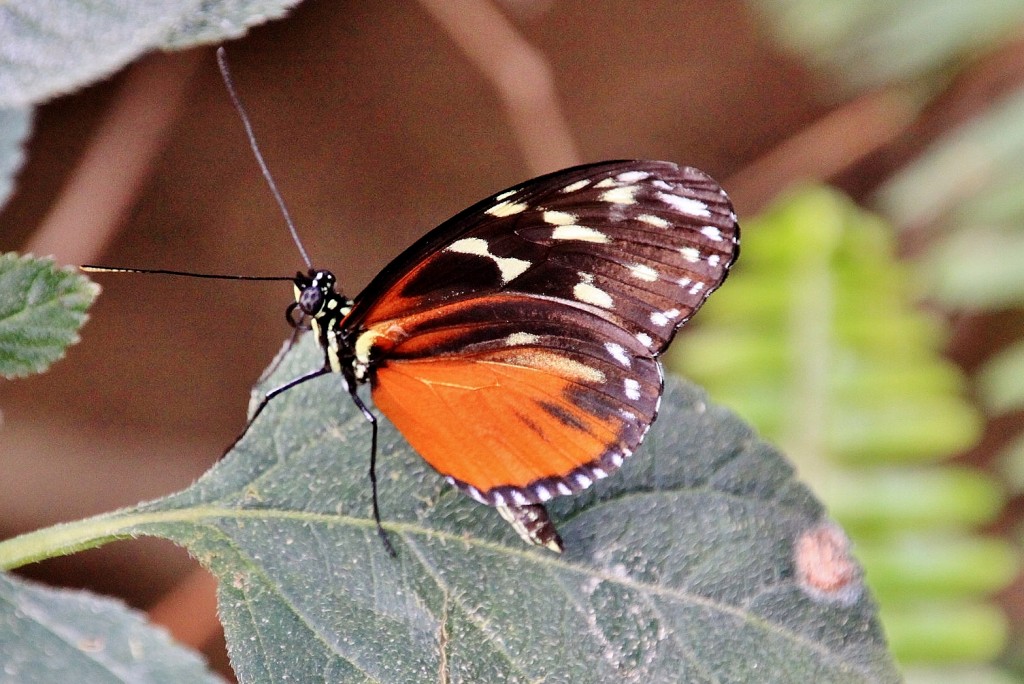 Foto: Butterfly Park - Castelló d´Empuries (Girona), España