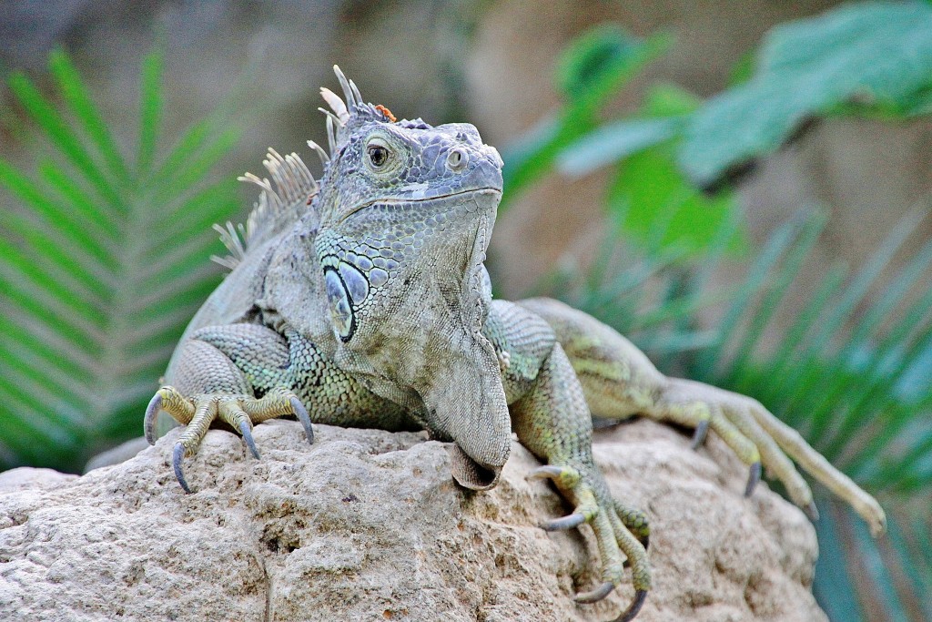 Foto: Butterfly Park - Castelló d´Empuries (Girona), España