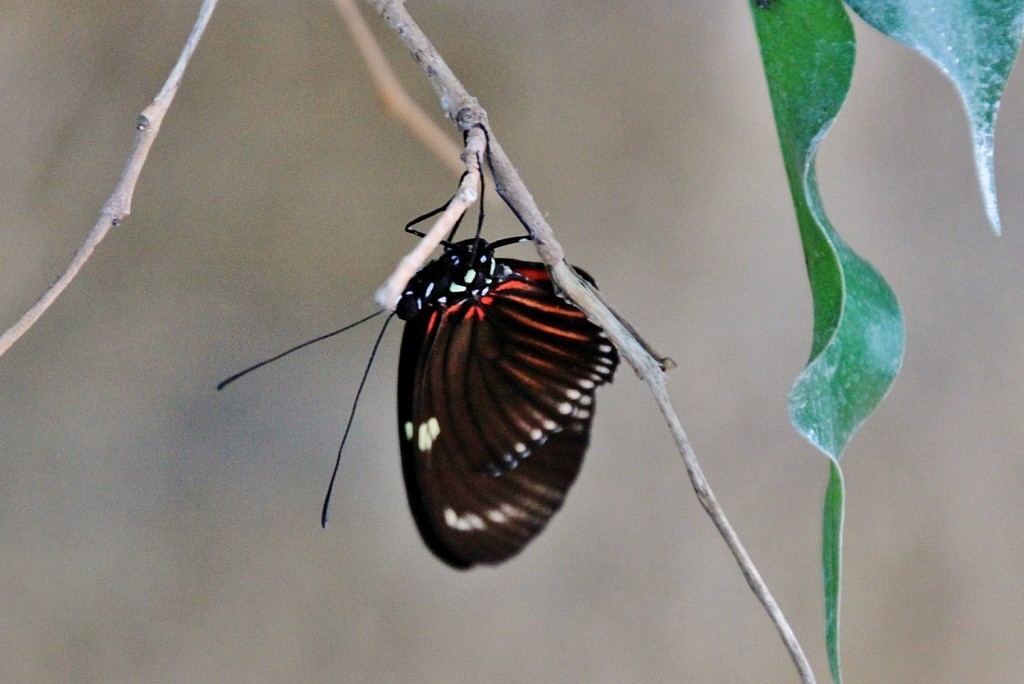 Foto: Butterfly Park - Castelló d´Empuries (Girona), España