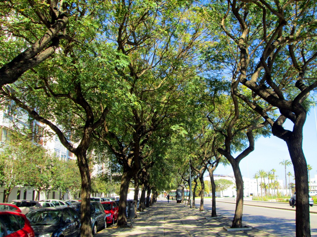 Foto: Paseo - Cádiz (Andalucía), España