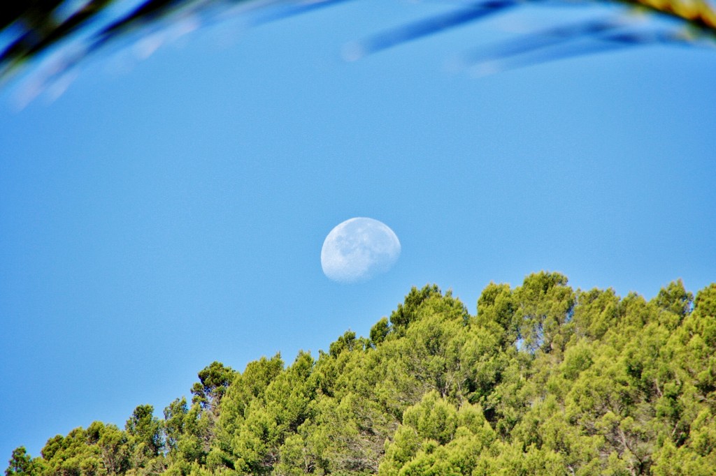 Foto: Jardines de Alfabia - Buñola (Mallorca) (Illes Balears), España