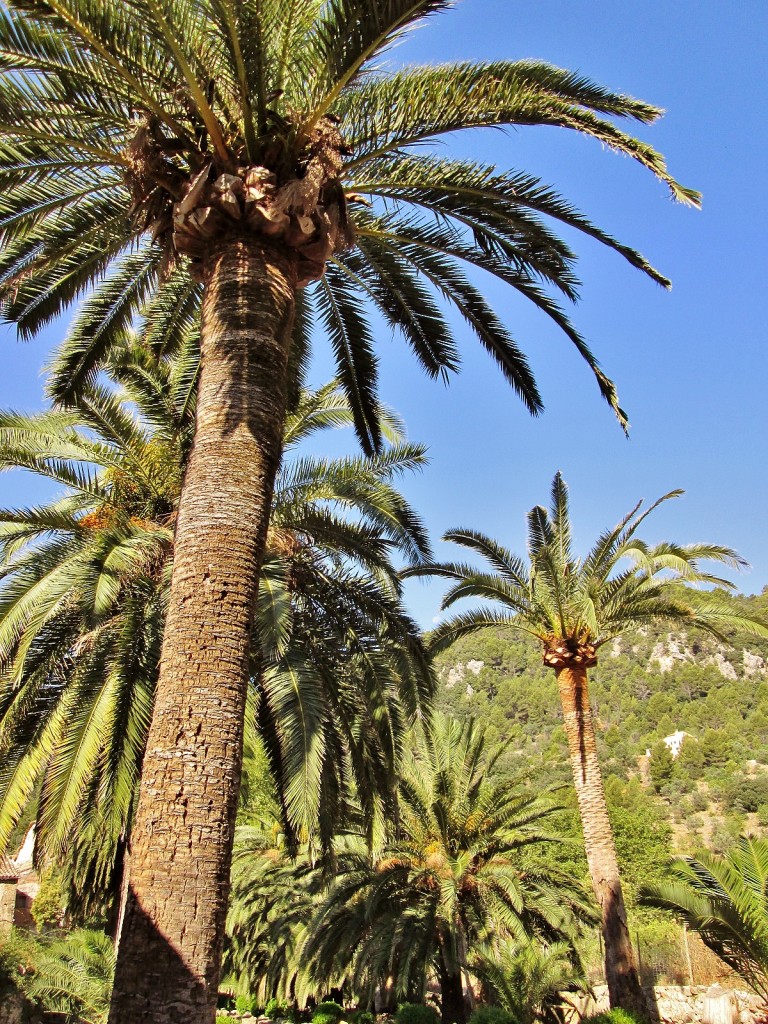 Foto: Jardines de Alfabia - Buñola (Mallorca) (Illes Balears), España