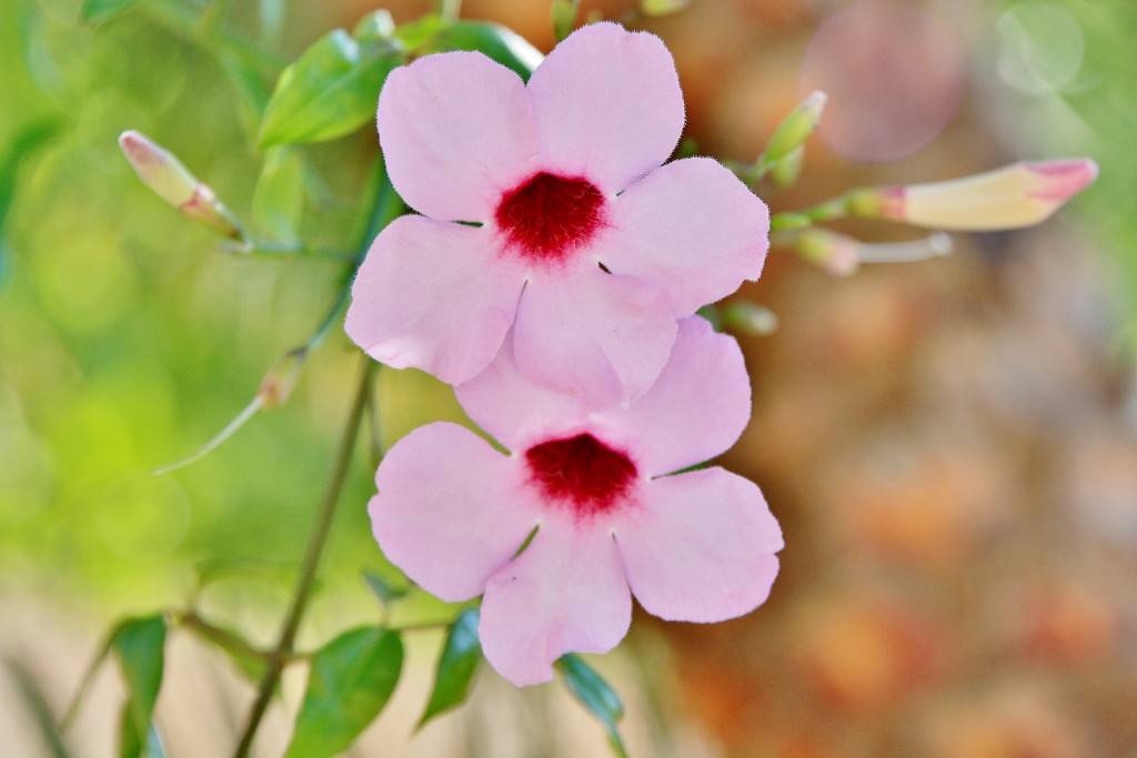 Foto: Jardines de Alfabia - Buñola (Mallorca) (Illes Balears), España