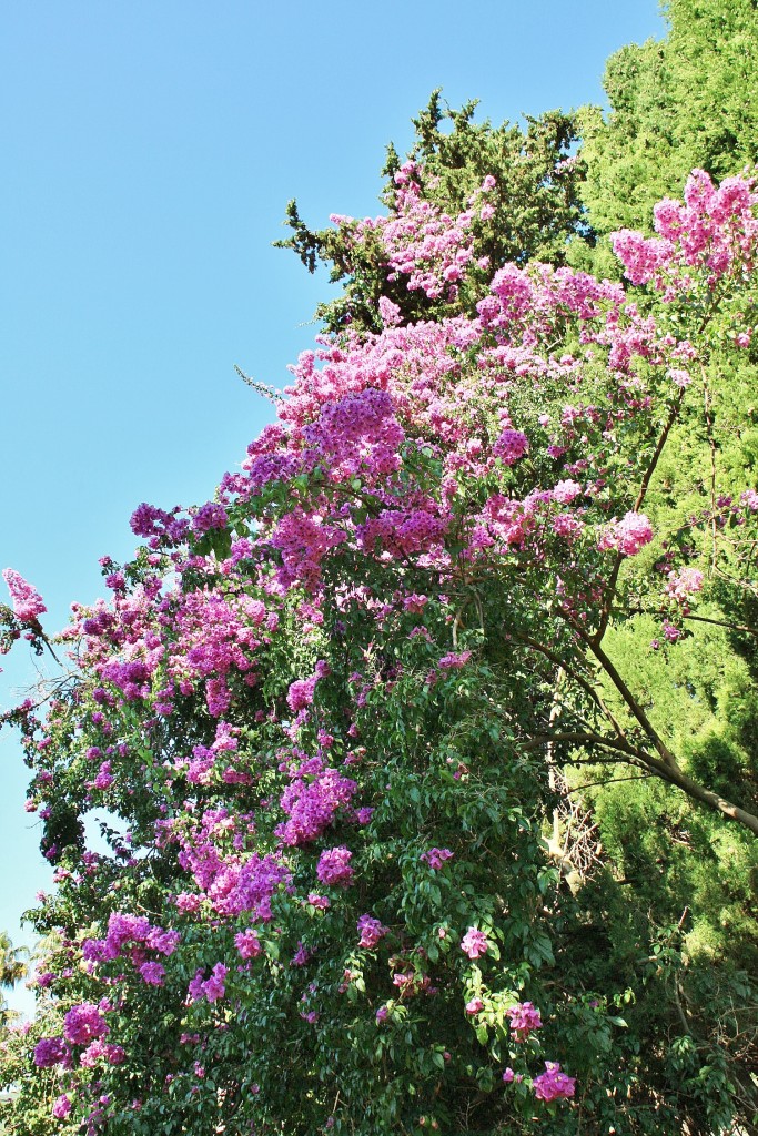 Foto: Jardines de Alfabia - Buñola (Mallorca) (Illes Balears), España