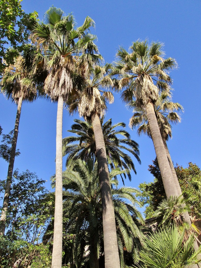 Foto: Jardines Alfabia - Buñola (Mallorca) (Illes Balears), España