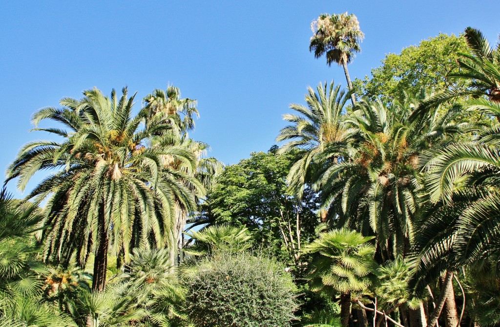 Foto: Jardines Alfabia - Buñola (Mallorca) (Illes Balears), España