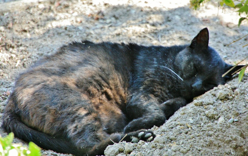 Foto: Gatito - Deyà (Mallorca) (Illes Balears), España