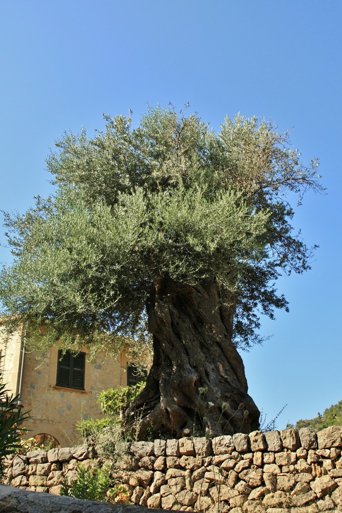 Foto: Centro histórico - Deyà (Mallorca) (Illes Balears), España