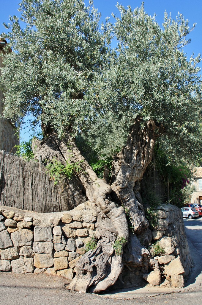 Foto: Centro histórico - Deyà (Mallorca) (Illes Balears), España